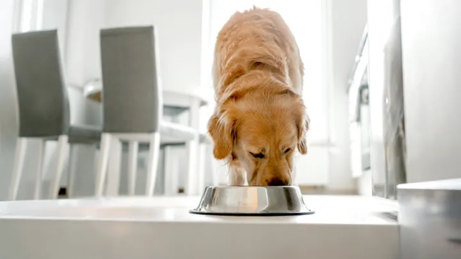 Popular Pet Food Brand Halts Production as FDA Warns of Dangerous Listeria Risk Popular Pet Food Brand Halts Production as FDA Warns of Dangerous Listeria Risk